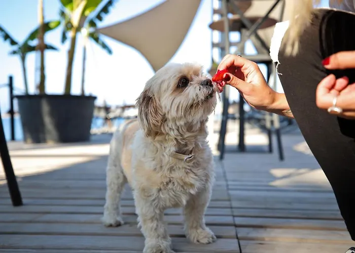 Elista & ゴルトゥルブク